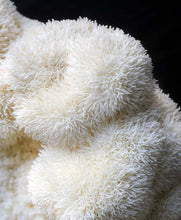 Load image into Gallery viewer, INCORP × Depuravita | Mushroom Mind | Workshop | 45 MIN