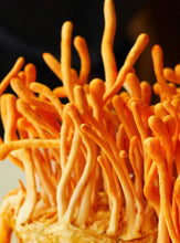 Load image into Gallery viewer, INCORP × Depuravita | Mushroom Mind | Workshop | 45 MIN