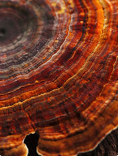 Load image into Gallery viewer, INCORP × Depuravita | Mushroom Mind | Workshop | 45 MIN